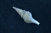 藏品(臺灣捲管螺)的圖片